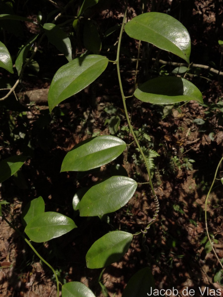 Hypserpa nitida Miers ex Benth.